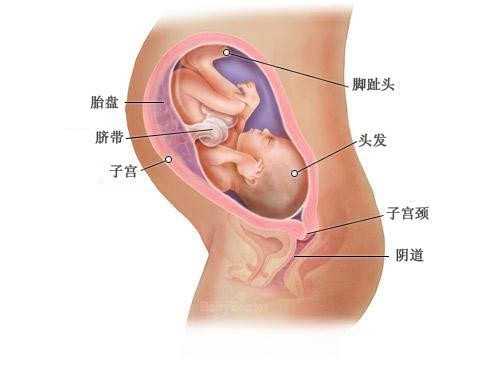 厦门代孕生子的意思 厦门生殖中心推荐 ‘怀孕初期b超数据看男女准确率’